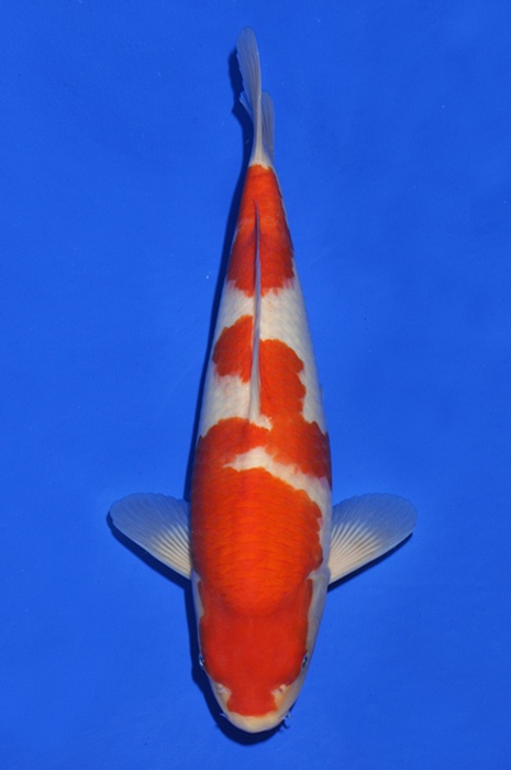 kohaku KO-V16-443