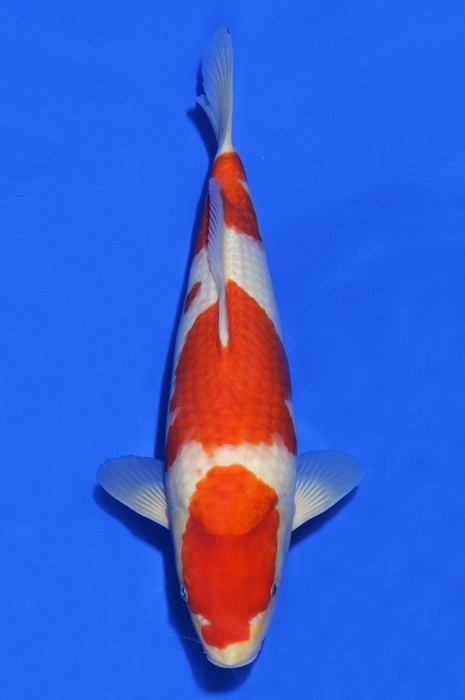 sandan kohaku KO-V16-456