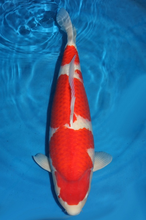 meerstaps kohaku KO-V17-10257