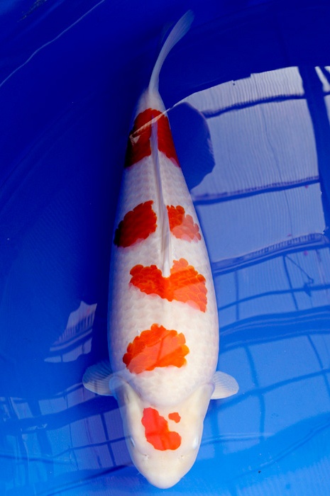 meerstaps kohaku KO-V17-1202
