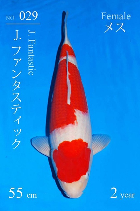 sandan kohaku KO-V17-1229