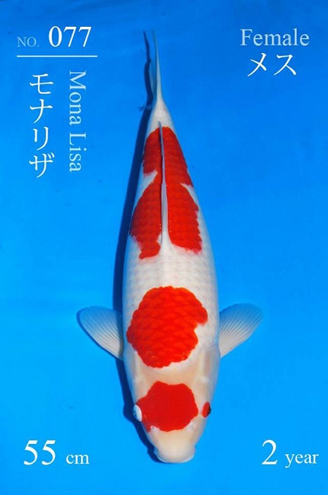 maruten sandan kohaku KO-V17-1277