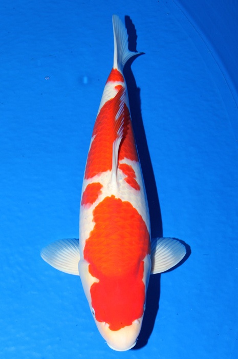 meerstaps kohaku KO-V17-413