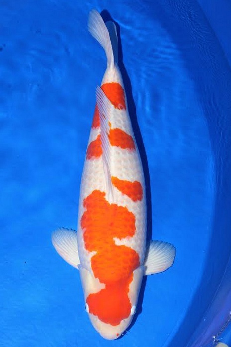 meerstaps kohaku KO-V17-4191