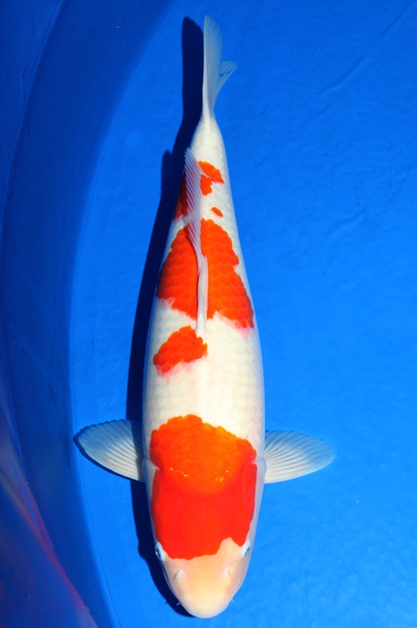 meerstaps kohaku KO-V17-434