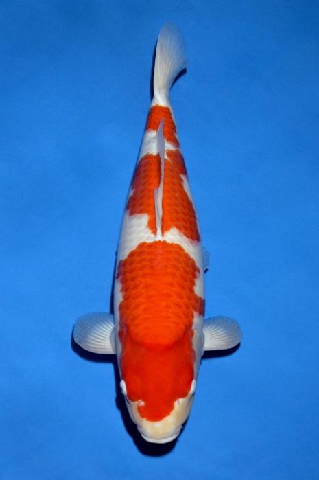 meerstaps kohaku KO-V18-104