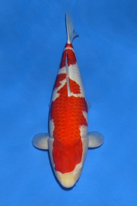 kohaku KO-V18-1045