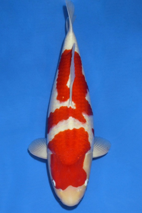 kohaku KO-V18-1081