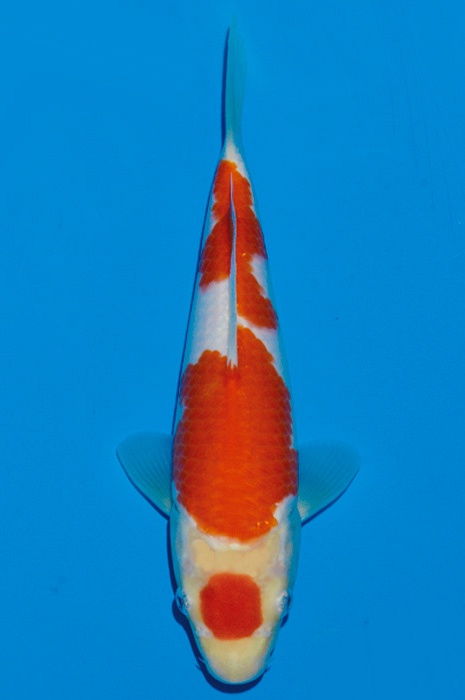 maruten kohaku KO-V18-1121