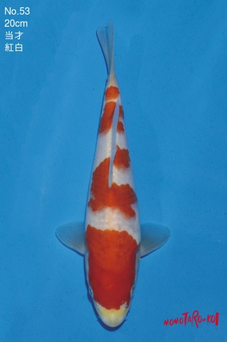 yondan kohaku KO-V18-1153