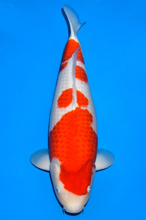 meerstaps kohaku KO-V18-1246