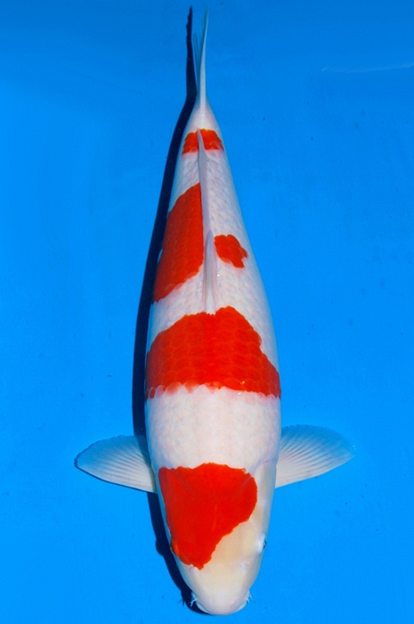 yondan kohaku KO-V18-1259