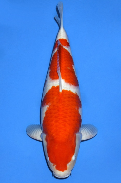 sandan kohaku KO-V18-1260