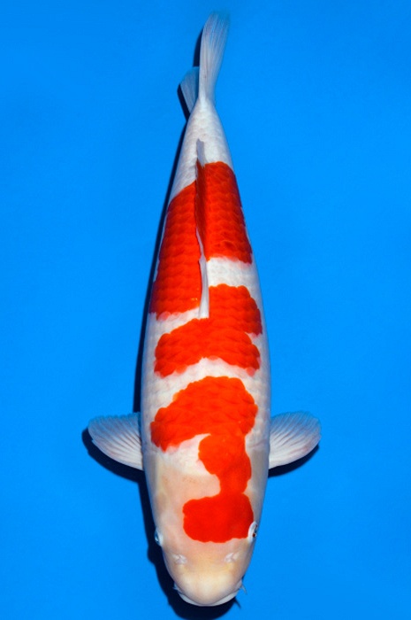 Hamerhead Kohaku KO-V18-1276