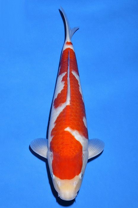 meerstaps kohaku KO-V18-3195