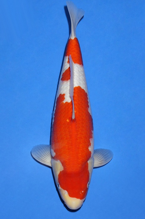 kohaku KO-V18-3200