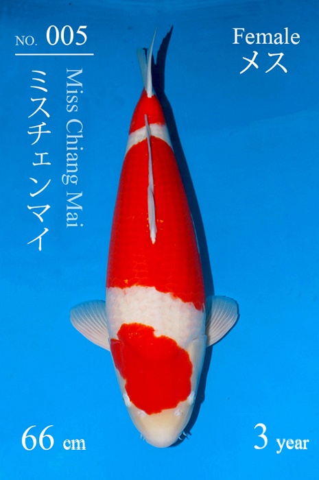 Sandan kohaku KO-V19-10005