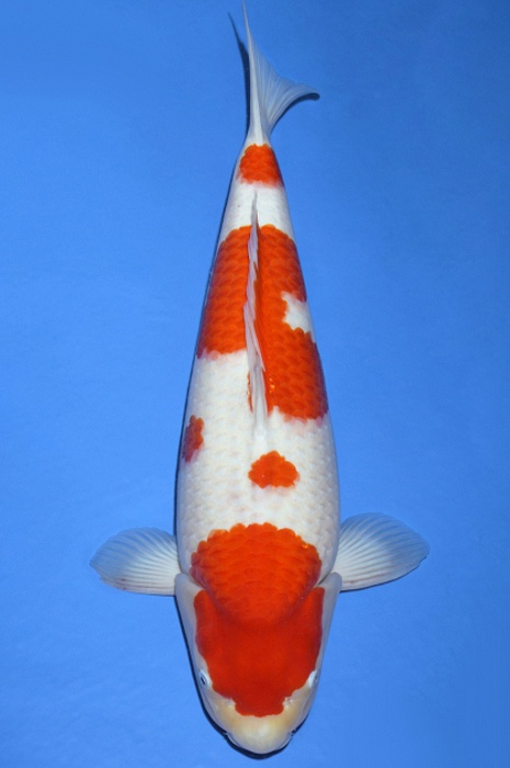 meerstaps kohaku KO-V19-10103