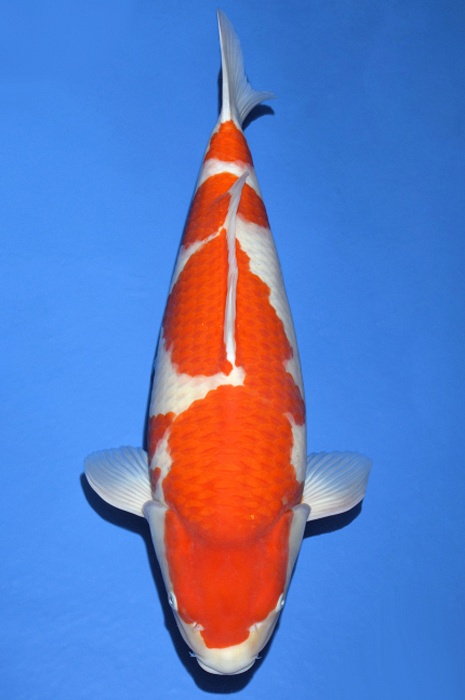 meerstaps kohaku KO-V19-1043