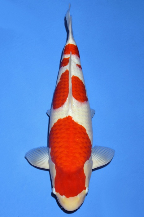 meerstaps kohaku KO-V19-1045