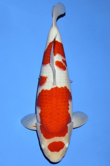 maruten meerstaps kohaku KO-V19-1058
