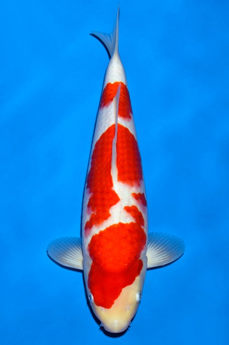 meerstaps kohaku KO-V19-4228