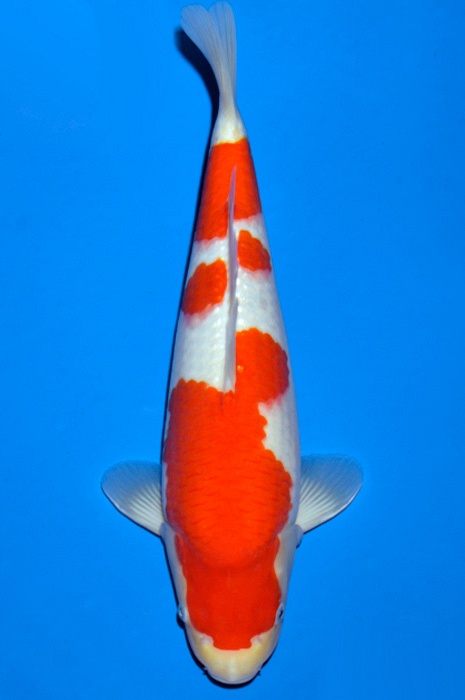 meerstaps kohaku KO-V19-4234