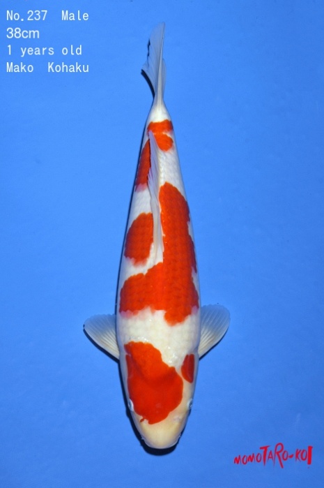 meerstaps kohaku KO-V19-4237