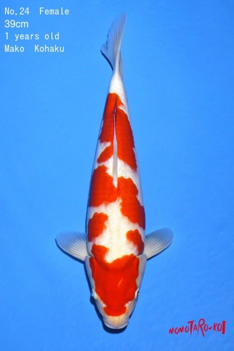kohaku KO-V19-424