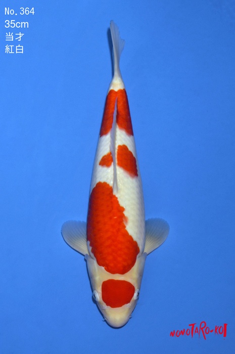maruten kohaku KO-V19-4364