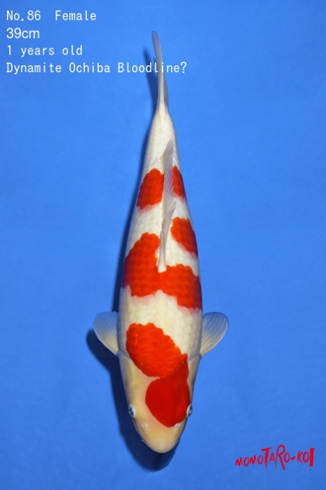 kohaku KO-V19-486