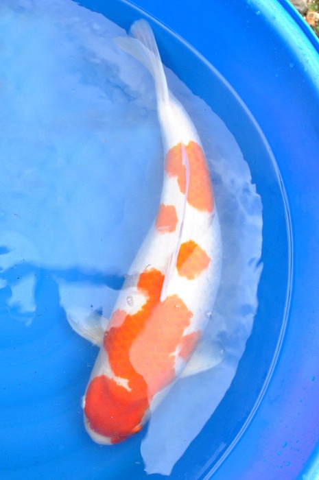 kohaku KO-V8-1043