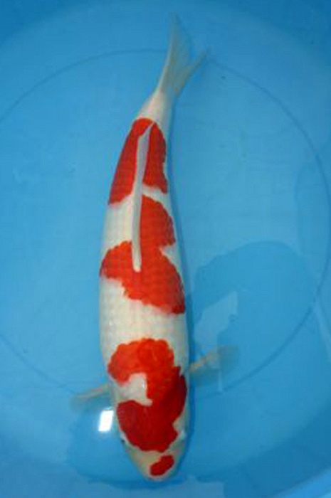 kohaku KO-V9-1054