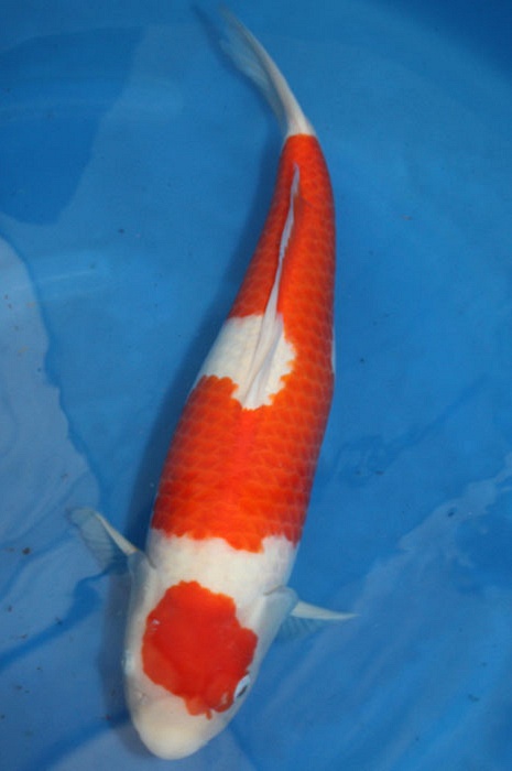 Maruten kohaku KO-V9-1106