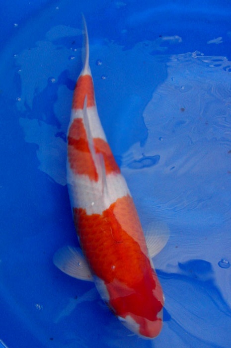 sandan kohaku KO-V9-1113