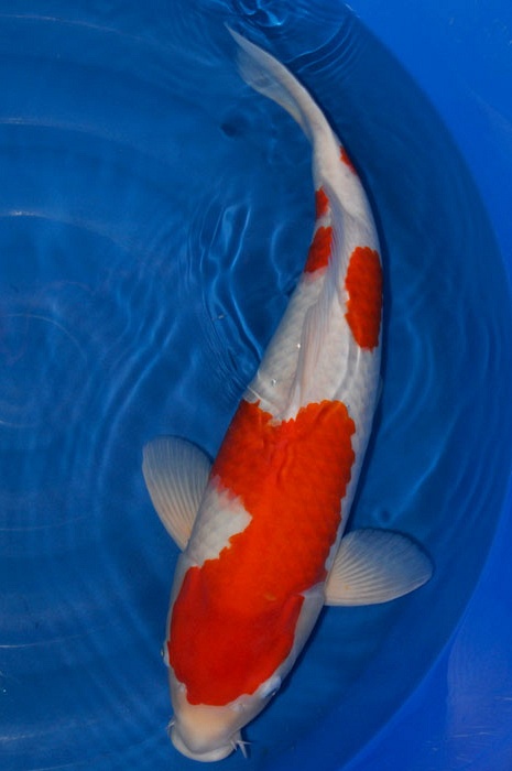 kohaku KO-V9-1115