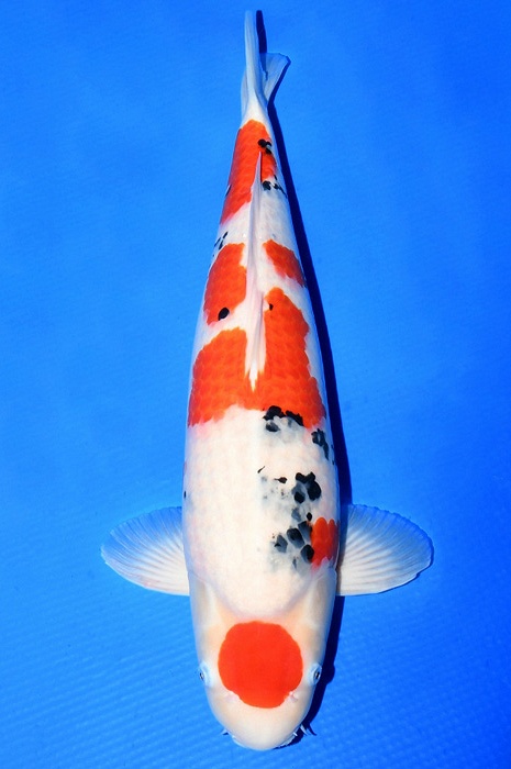 maruten sanke SA-NA19-429