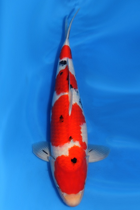 yondan sanke SA-OS13-1016
