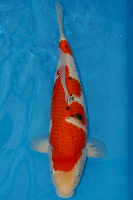 sanke SA-V10-510