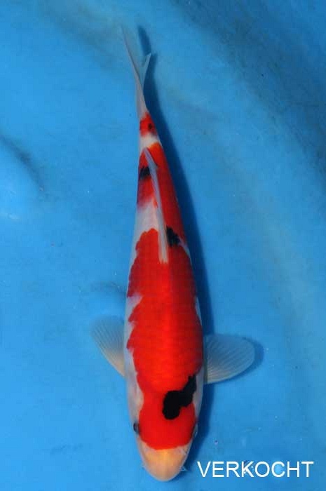 sanke SA-V13-0256