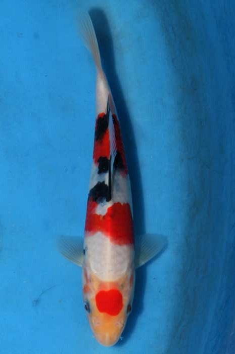 maruten sanke SA-V13-0269