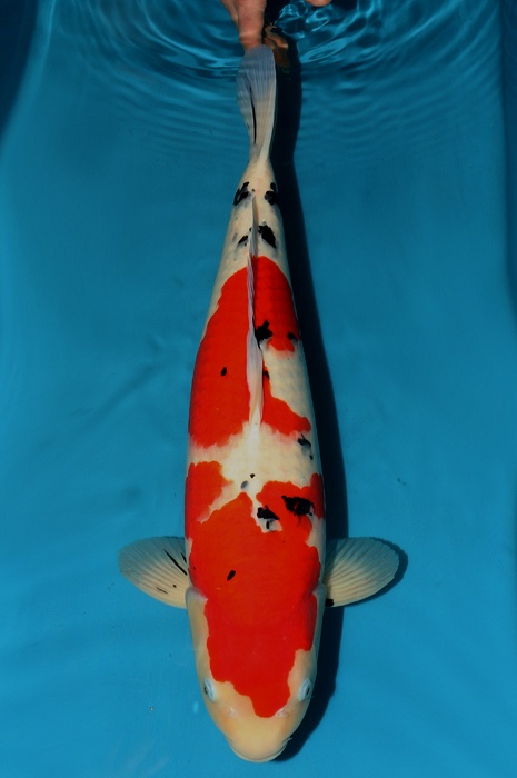 sanke SA-V13-10190