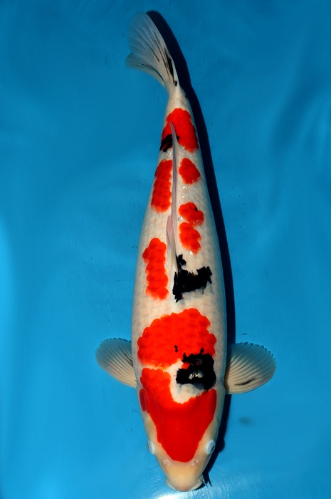 sanke SA-V13-1086