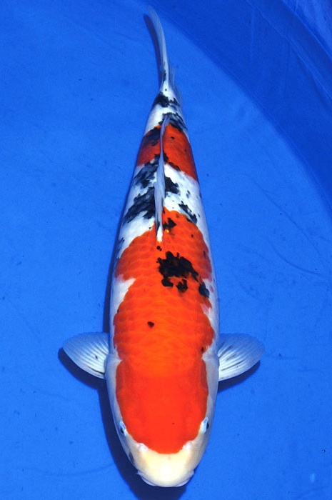 sanke SA-V13-1159