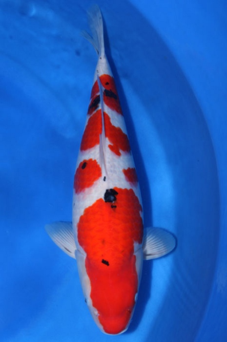 sanke SA-V13-1162