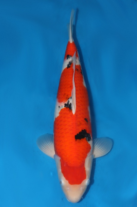 sanke SA-V13-1279