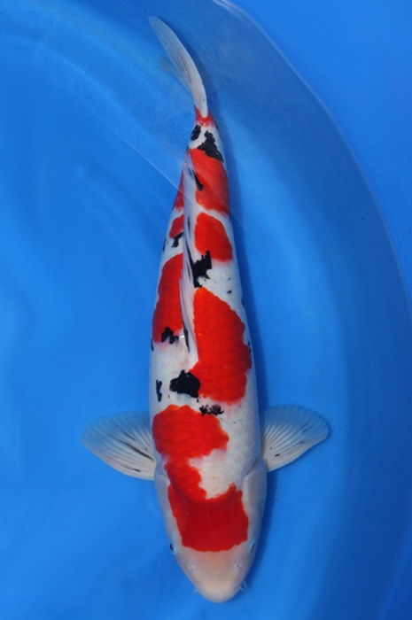 meerstaps sanke SA-V14-0440