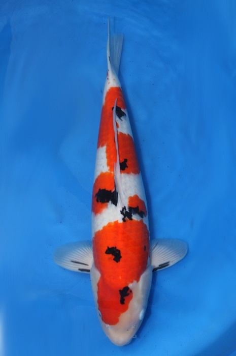 meerstaps sanke SA-V14-0446