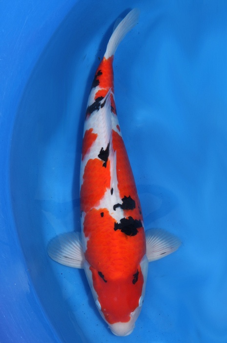 meerstaps sanke SA-V14-0454