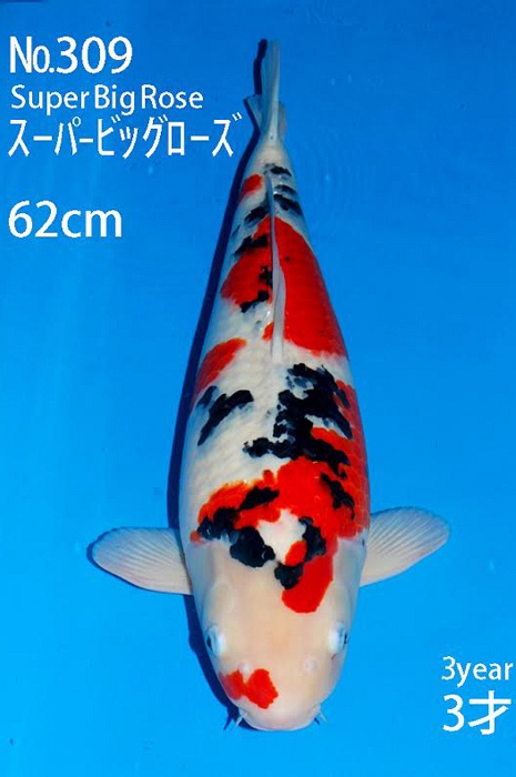 sanke SA-V15-10309